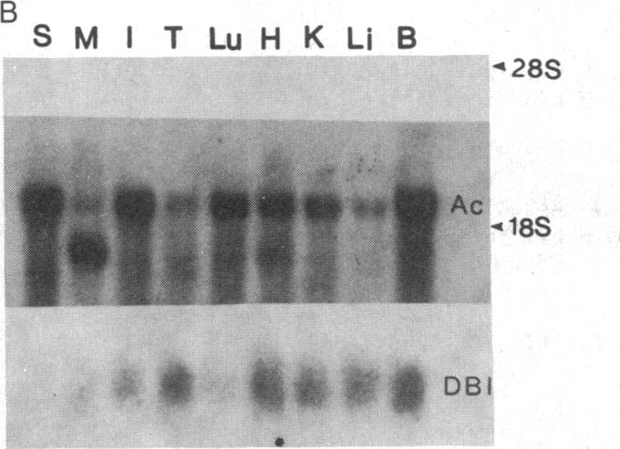 graphic file with name pnas00323-0104-d.jpg