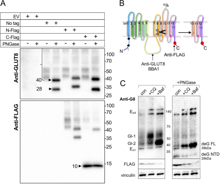 FIG 6