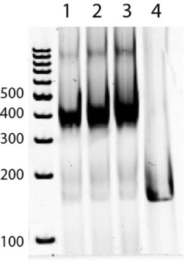 Figure 3—figure supplement 2.