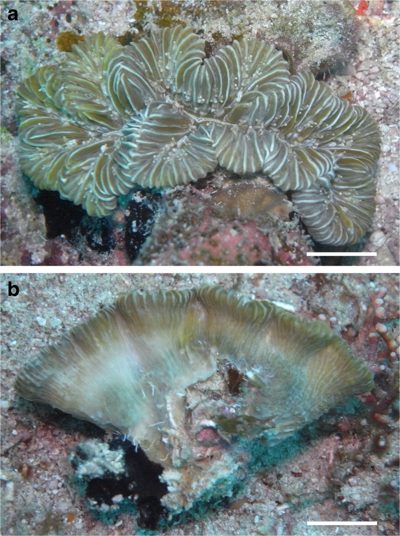 Fig. 3