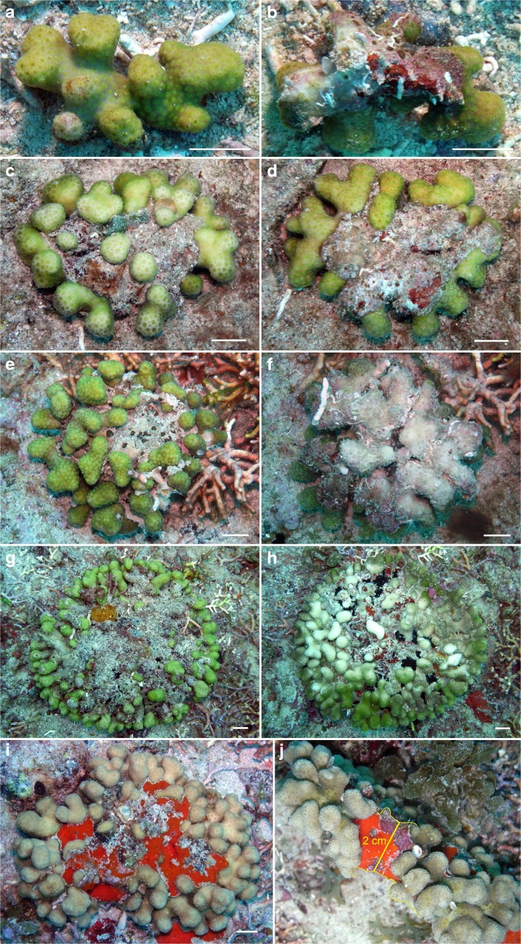 Fig. 7