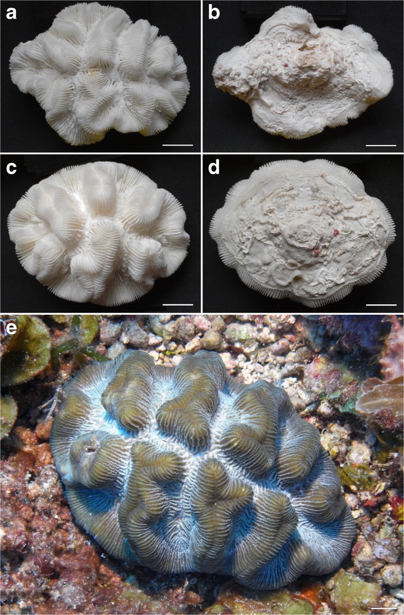 Fig. 4