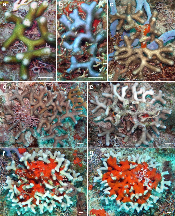 Fig. 6