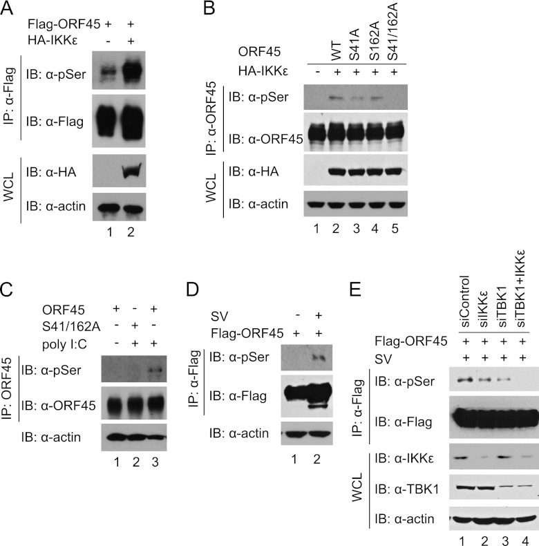 Fig 4