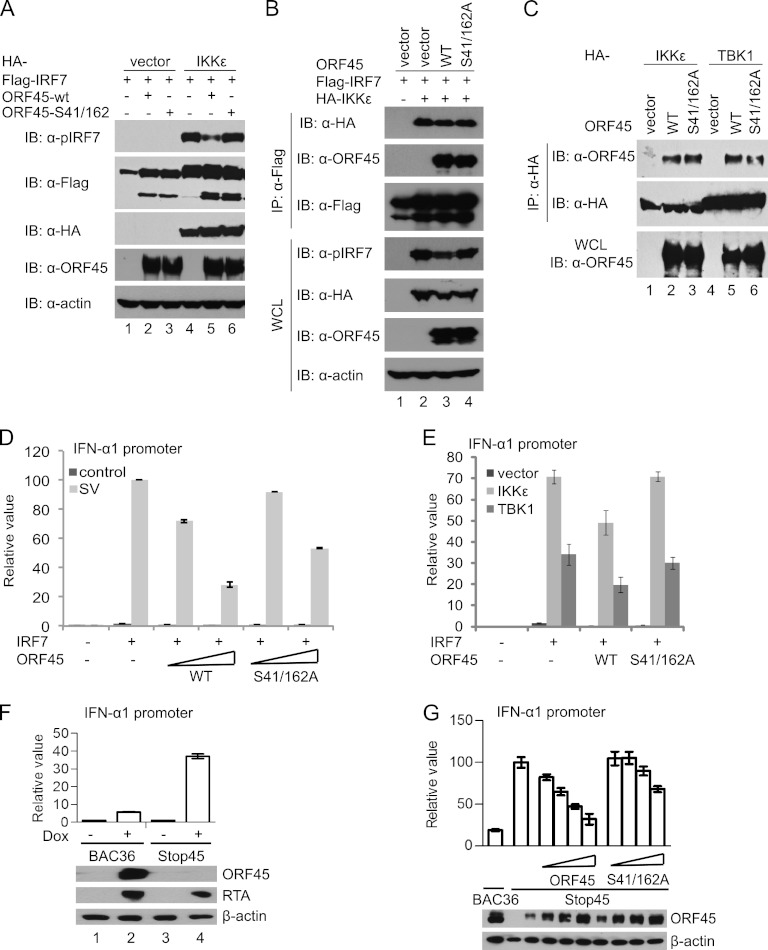 Fig 6