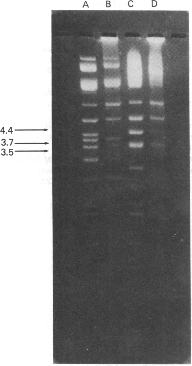 graphic file with name pnas00004-0201-a.jpg