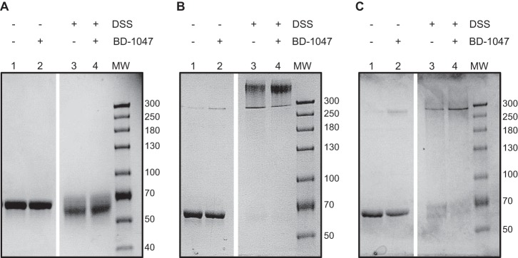 FIGURE 4.