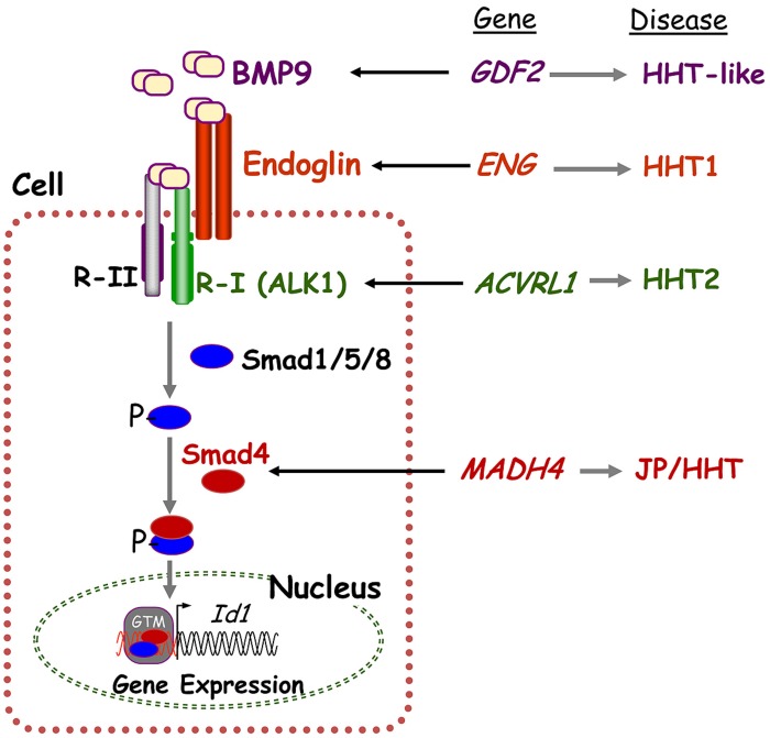 FIGURE 1