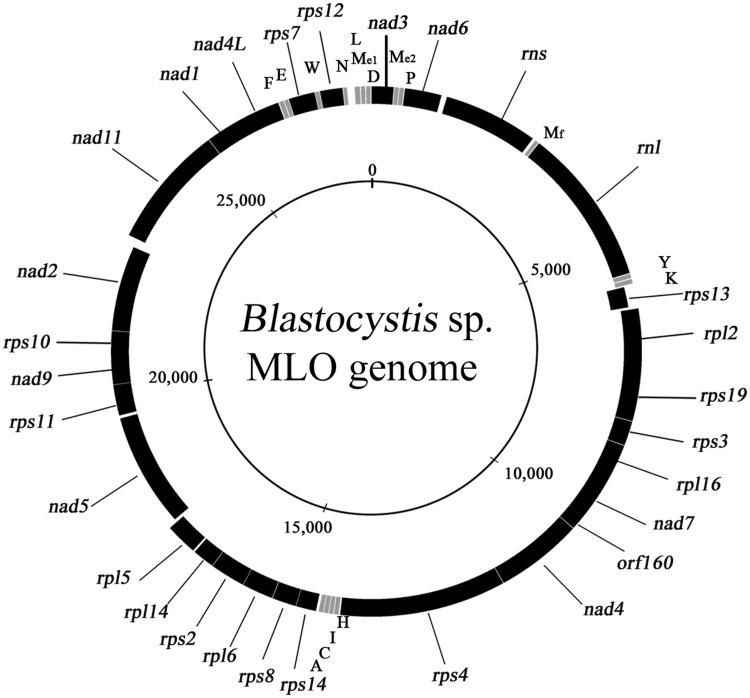 Fig. 1.—