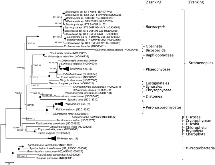 Fig. 2.—