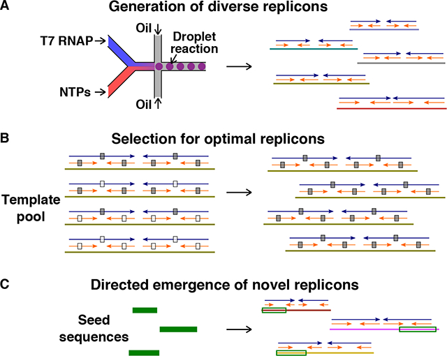 graphic file with name nihms-1619025-f0001.jpg