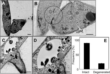 Fig 8