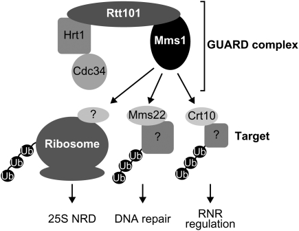 Figure 7.