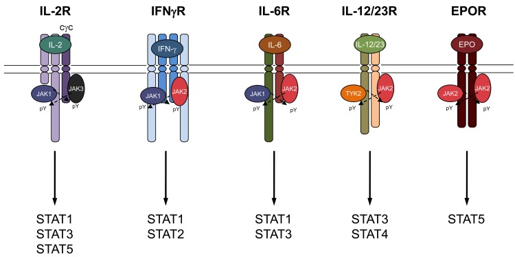 Fig. (3)