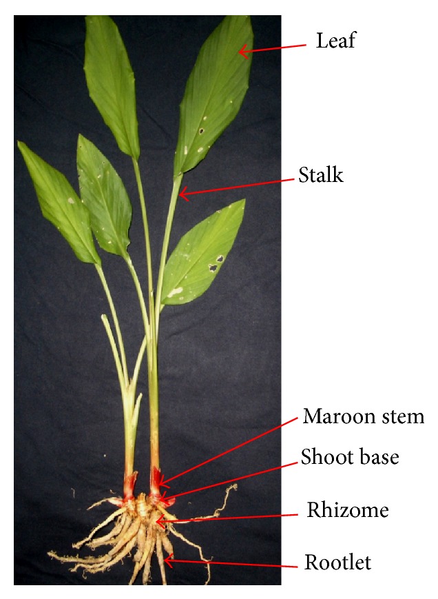 Figure 1