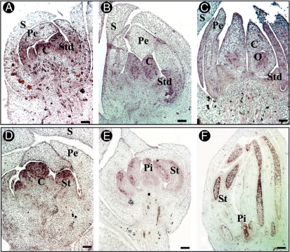 Fig. 8.