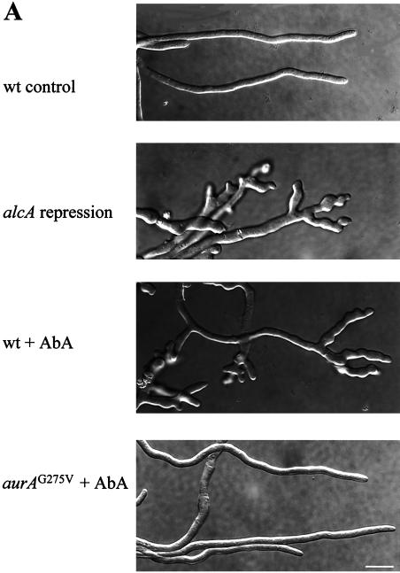 FIG. 6