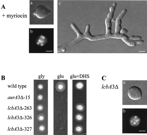 FIG. 7