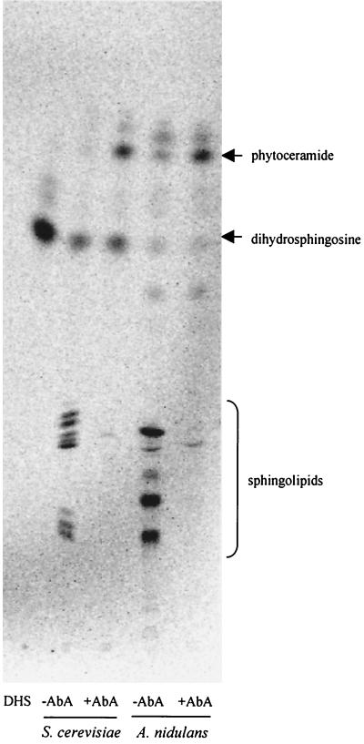 FIG. 8