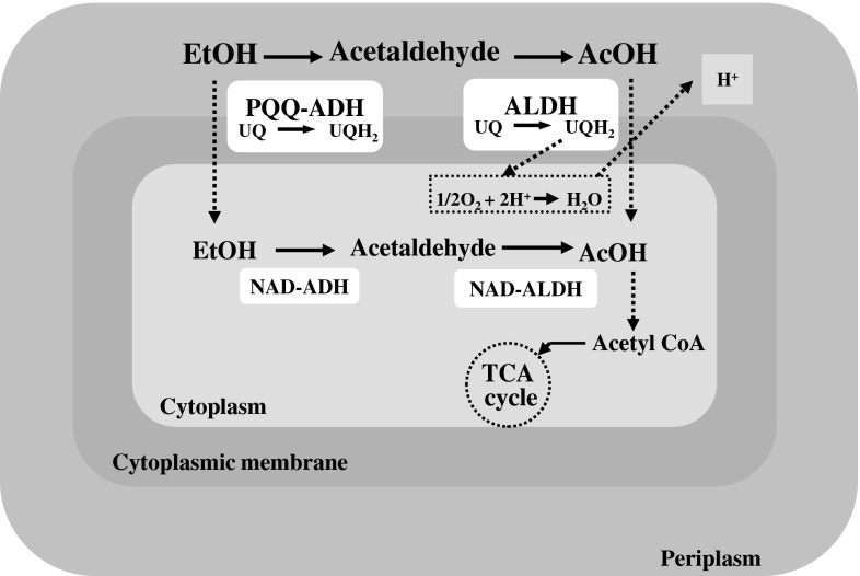 Fig. 1