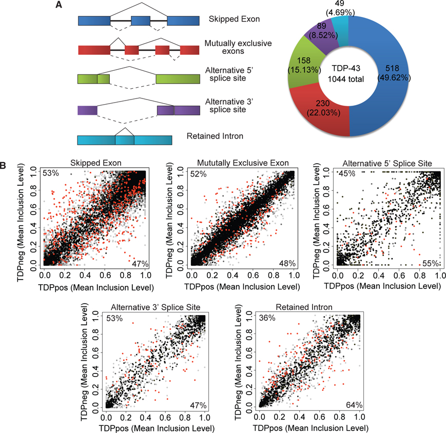 Loss of Nuclear TDP-43 Is Associated with Decondensation of LINE ...