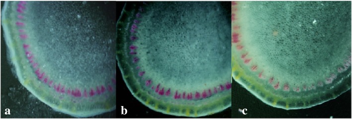 Fig. 5