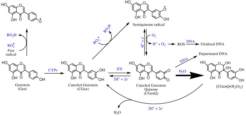 Scheme 4