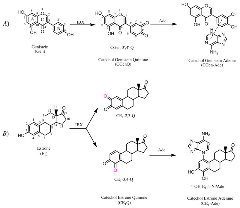 Scheme 2