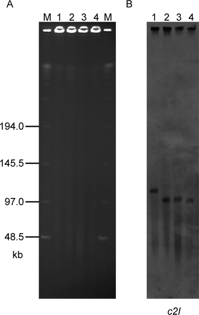 FIG. 1.