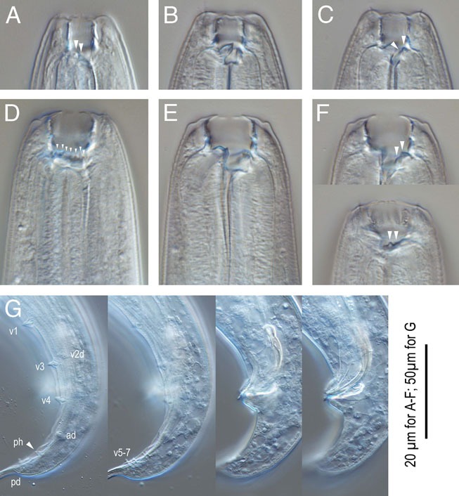 Figure 13