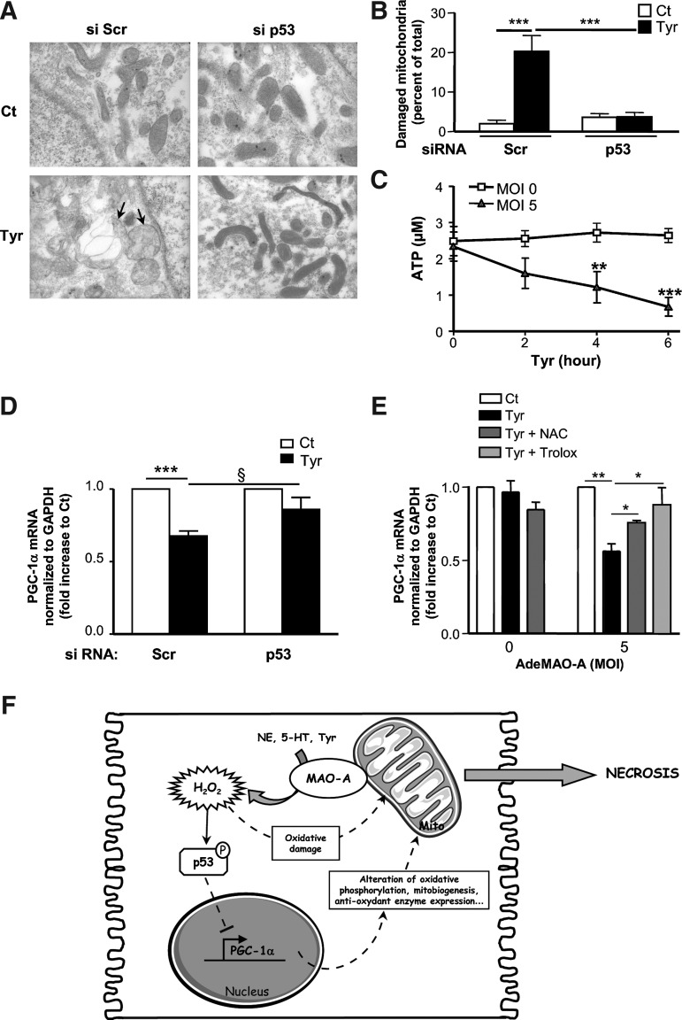 FIG. 7.