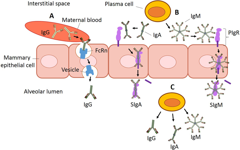 Fig. 2.