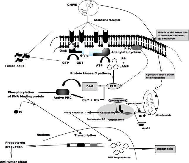 Fig. 4