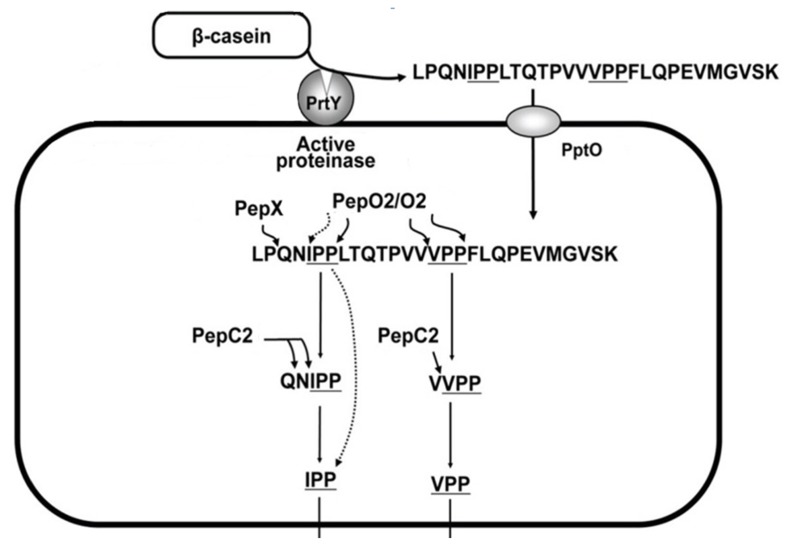 FIGURE 2