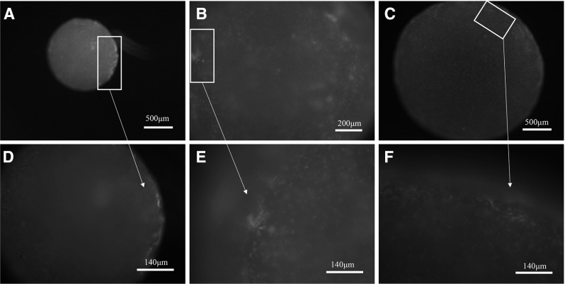 Fig. 6