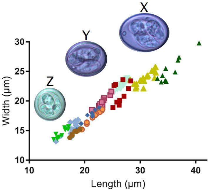 Genetic and biological characterisation of three cryptic Eimeria ...