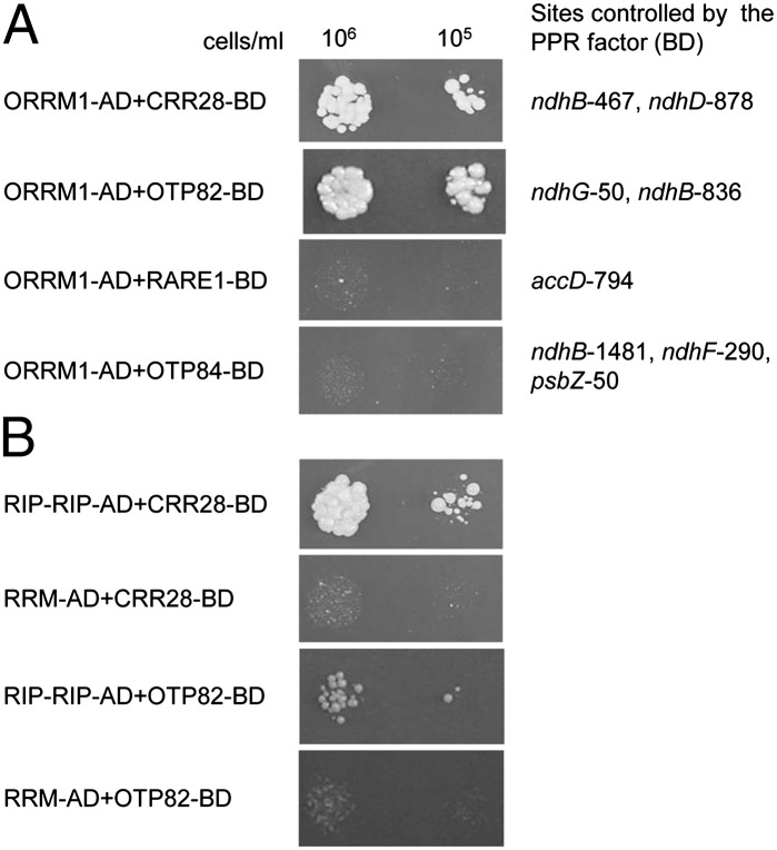 Fig. 9.