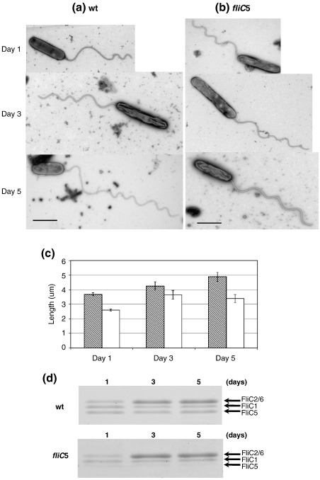 Fig. 5