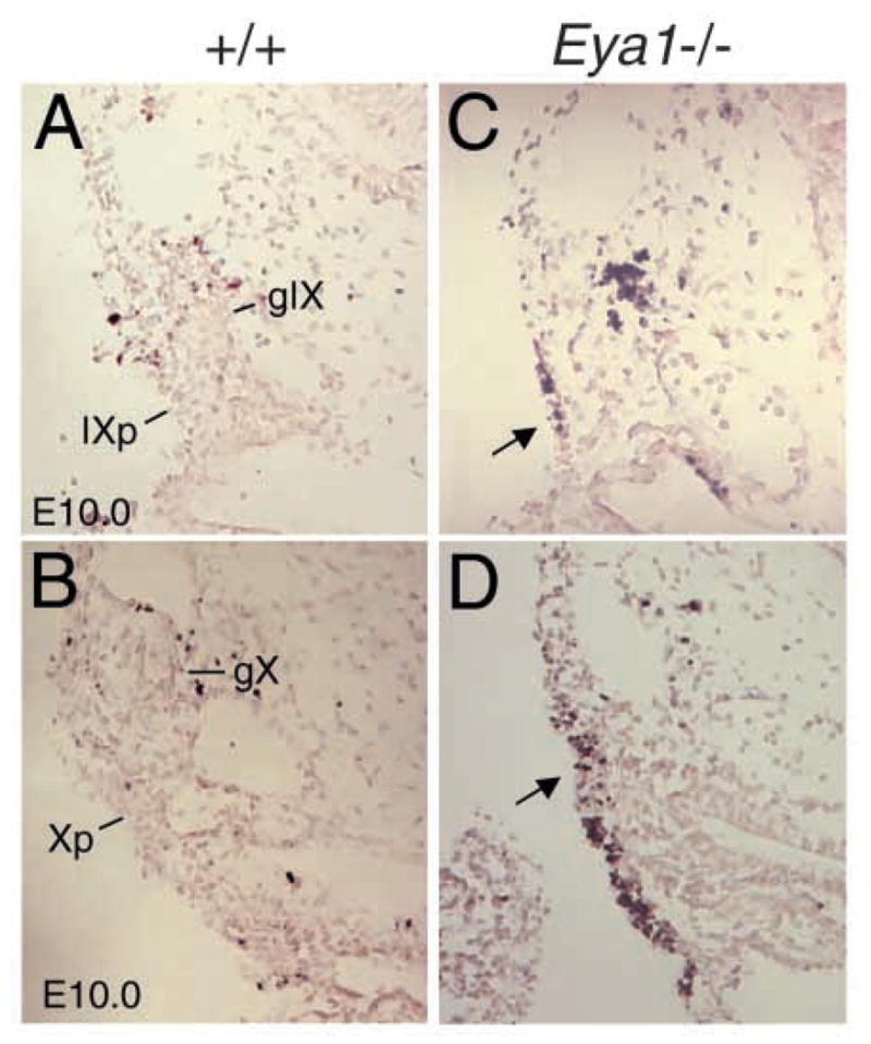 Fig. 8