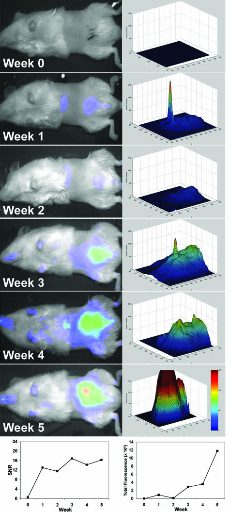 FIGURE 3