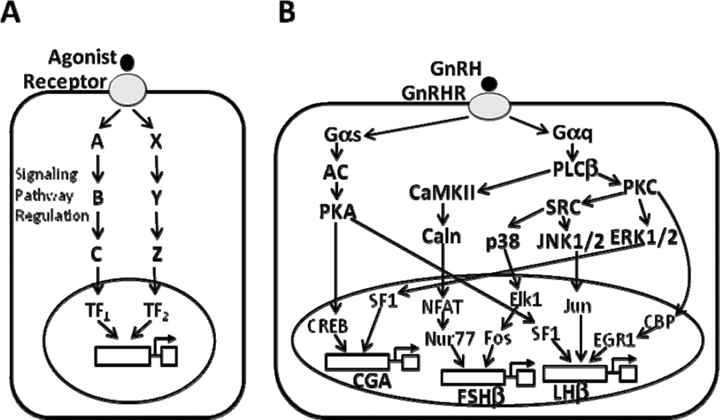 Outside the Box Signaling: Secreted Factors Modulate GnRH Receptor ...