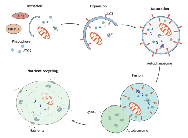 Box 1. Overview of autophagosome biogenesis