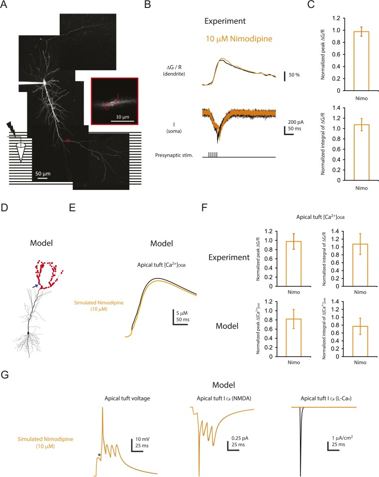 Figure 8—figure supplement 1.