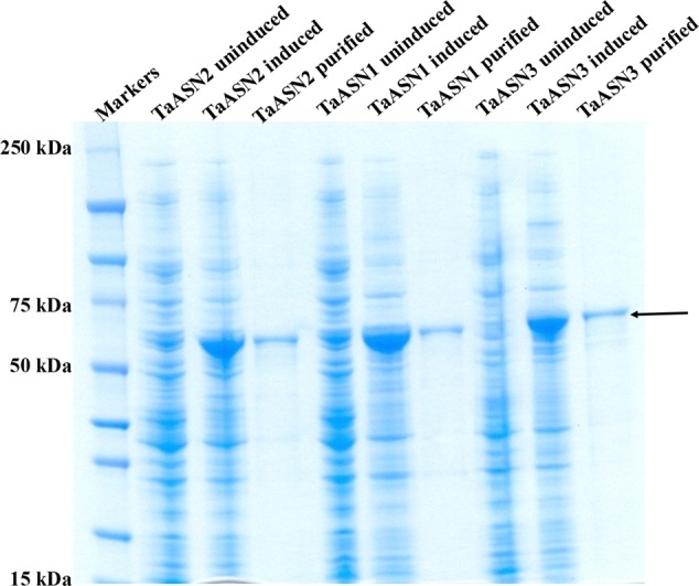 FIGURE 3