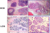 Fig. (1)
