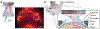 FIG. 2.