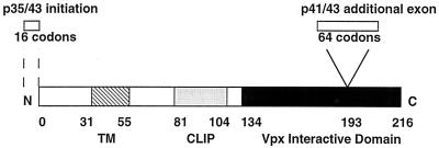 FIG. 1