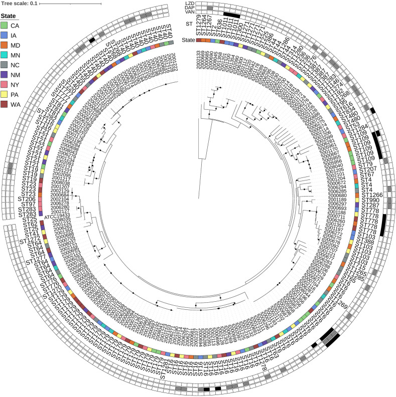 Circular phylogenetic tree depicts E. faecalis strains across various states. Outer rings indicate MIC interpretations for VAN, DAP, and LZD, and inner ring has the state distribution color-coded. Branches reflect evolutionary relationships.