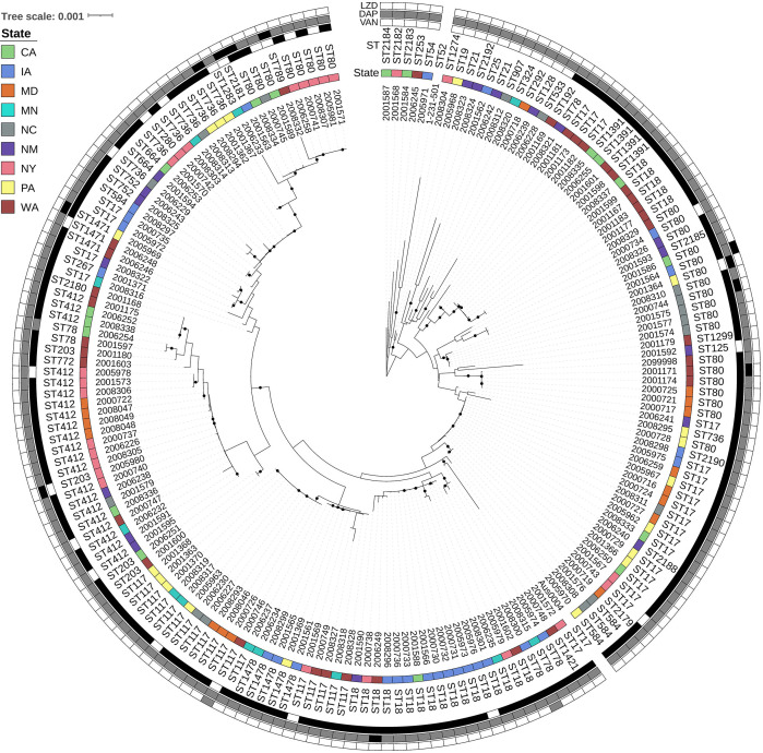 Circular phylogenetic tree depicts E. faecium strains across various states. Outer rings indicate MIC interpretations for VAN, DAP, and LZD, with color-coded sections representing different states. Branches reflect evolutionary relationships.