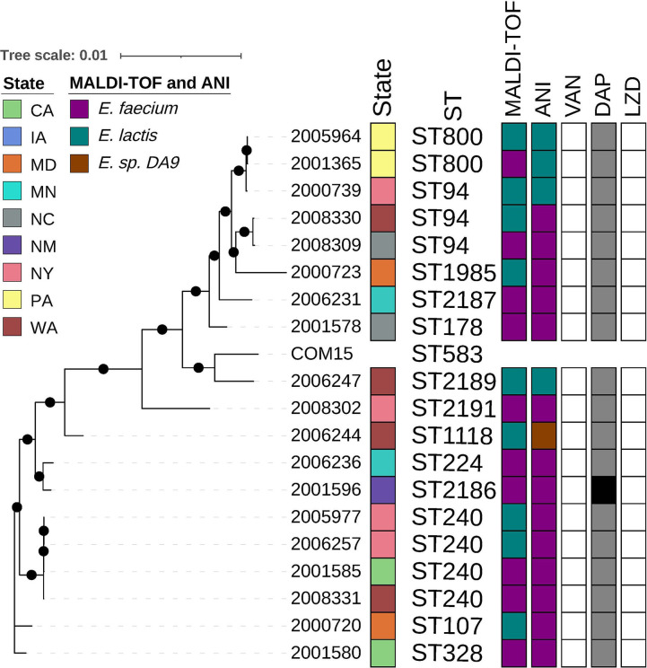 Phylogenetic tree displays various strain types of E. lactis across different states. Color-coded bar indicates species identification via MALDI-ToF and ANI. MIC interpretations for VAN, DAP, and LZD are depicted on the right.